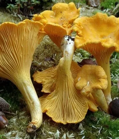 galbiori-03 galbiori-03