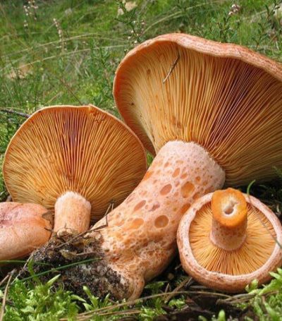 rascov-r01-2-400x455 rascov-r01-2-400x455